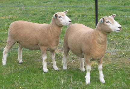 pair show ewes